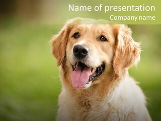 Facial Purebred Day PowerPoint Template