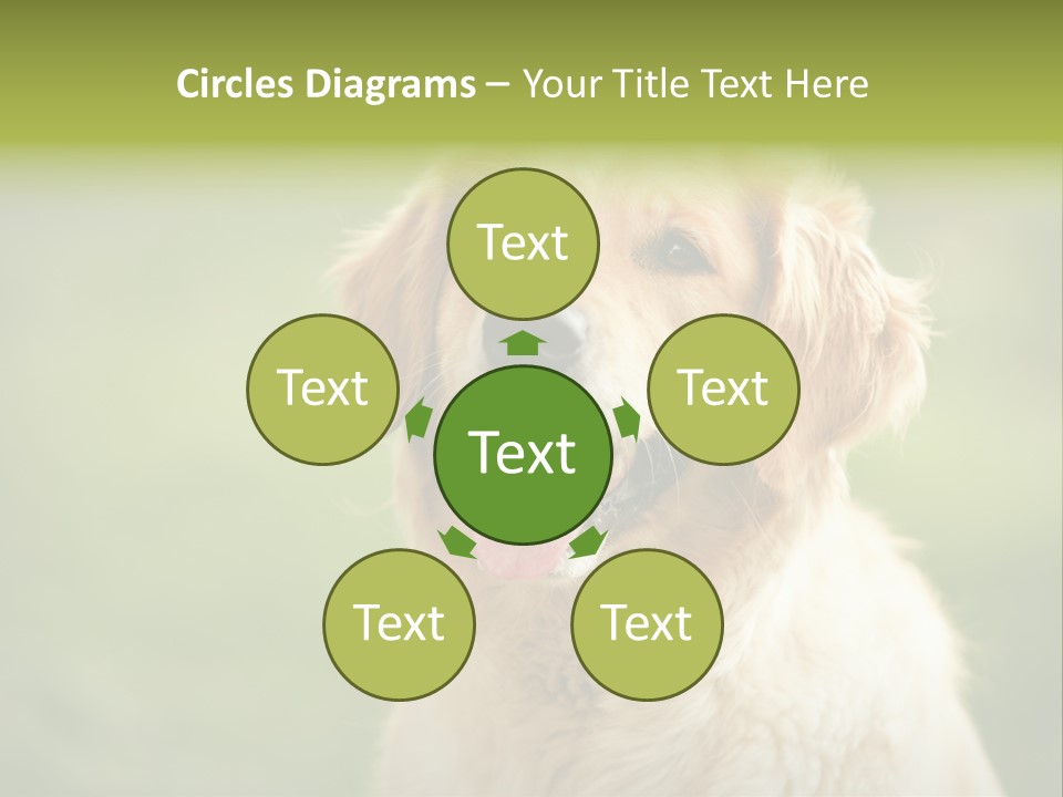 Facial Purebred Day PowerPoint Template