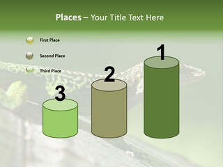 Wild Pet Pattern PowerPoint Template