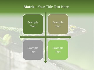 Wild Pet Pattern PowerPoint Template