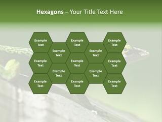 Wild Pet Pattern PowerPoint Template