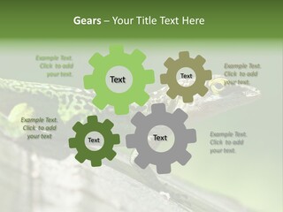Wild Pet Pattern PowerPoint Template