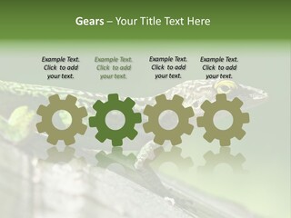 Wild Pet Pattern PowerPoint Template