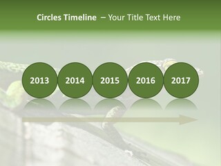 Wild Pet Pattern PowerPoint Template