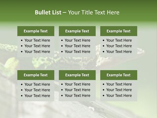 Wild Pet Pattern PowerPoint Template