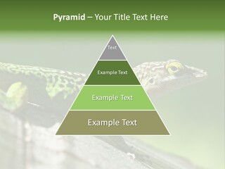 Wild Pet Pattern PowerPoint Template