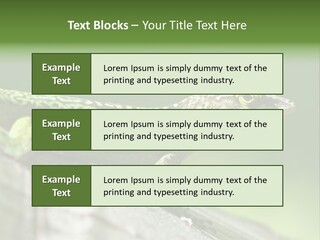 Wild Pet Pattern PowerPoint Template