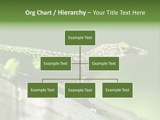 Wild Pet Pattern PowerPoint Template