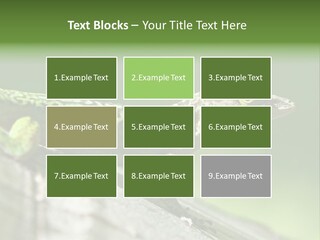 Wild Pet Pattern PowerPoint Template