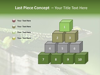 Wild Pet Pattern PowerPoint Template