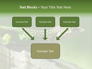 Wild Pet Pattern PowerPoint Template