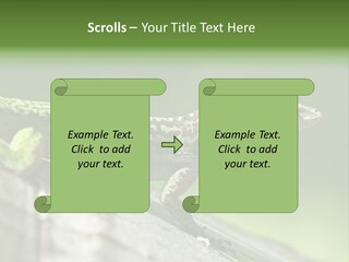 Wild Pet Pattern PowerPoint Template