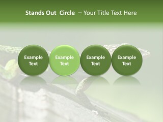 Wild Pet Pattern PowerPoint Template