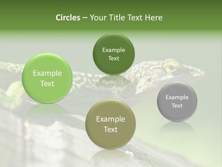 Wild Pet Pattern PowerPoint Template