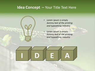 Wild Pet Pattern PowerPoint Template