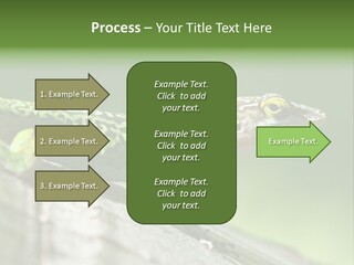 Wild Pet Pattern PowerPoint Template