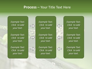 Wild Pet Pattern PowerPoint Template