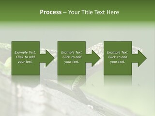 Wild Pet Pattern PowerPoint Template