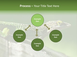 Wild Pet Pattern PowerPoint Template