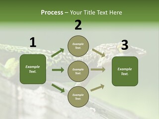 Wild Pet Pattern PowerPoint Template