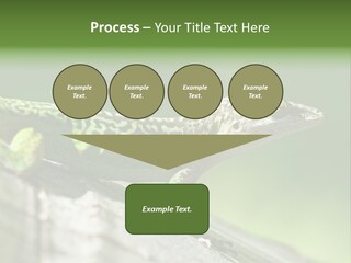 Wild Pet Pattern PowerPoint Template