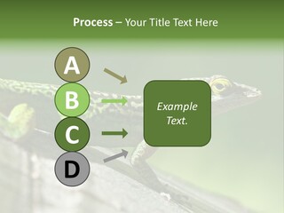 Wild Pet Pattern PowerPoint Template