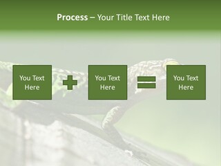 Wild Pet Pattern PowerPoint Template