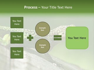 Wild Pet Pattern PowerPoint Template