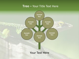 Wild Pet Pattern PowerPoint Template