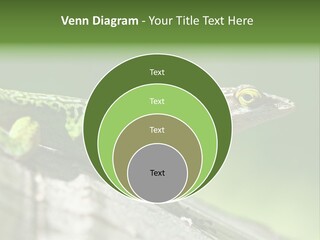 Wild Pet Pattern PowerPoint Template