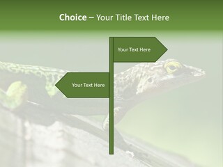 Wild Pet Pattern PowerPoint Template