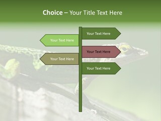 Wild Pet Pattern PowerPoint Template