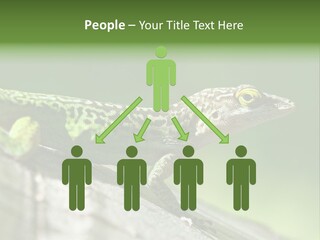 Wild Pet Pattern PowerPoint Template