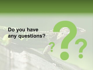 Wild Pet Pattern PowerPoint Template