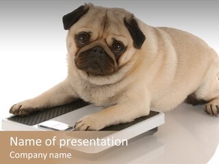 Studio Doggy Purebred PowerPoint Template