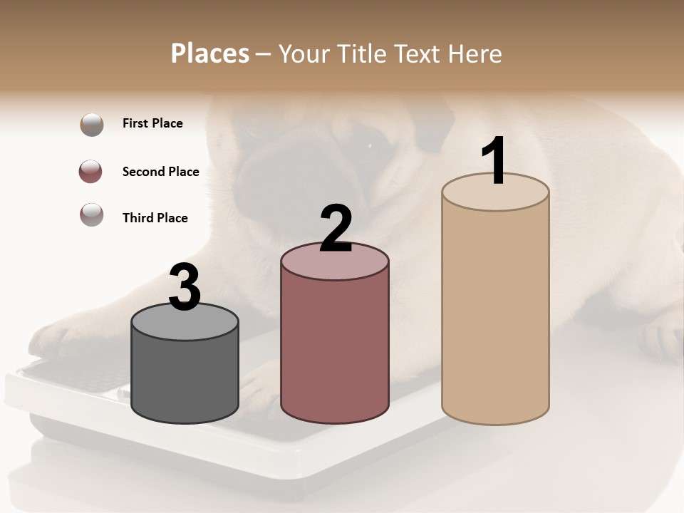 Studio Doggy Purebred PowerPoint Template