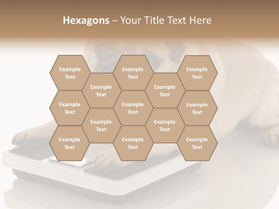 Studio Doggy Purebred PowerPoint Template