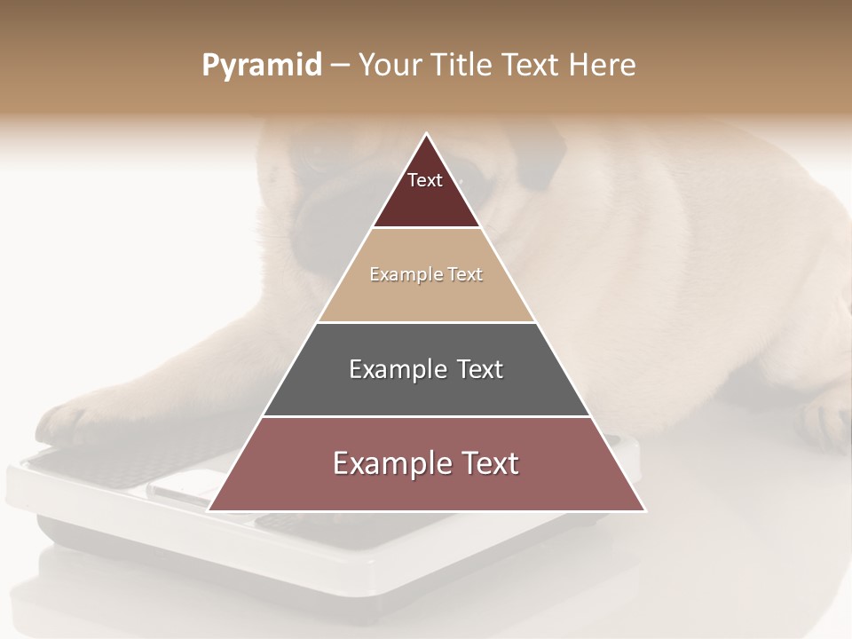 Studio Doggy Purebred PowerPoint Template