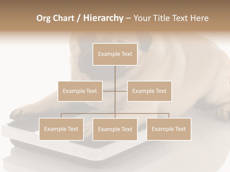 Studio Doggy Purebred PowerPoint Template