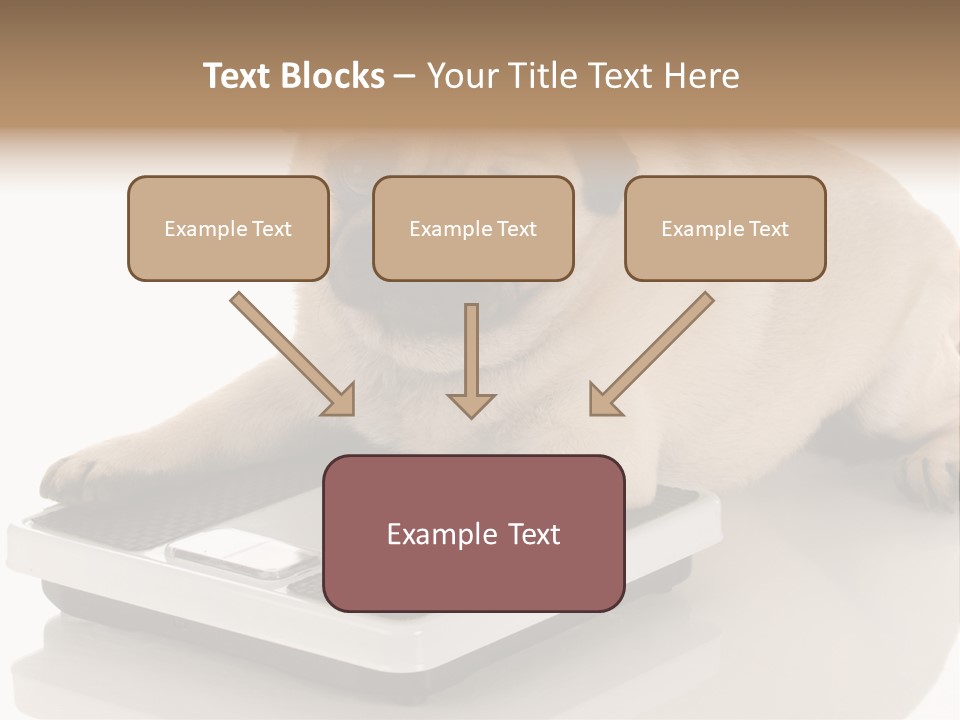 Studio Doggy Purebred PowerPoint Template