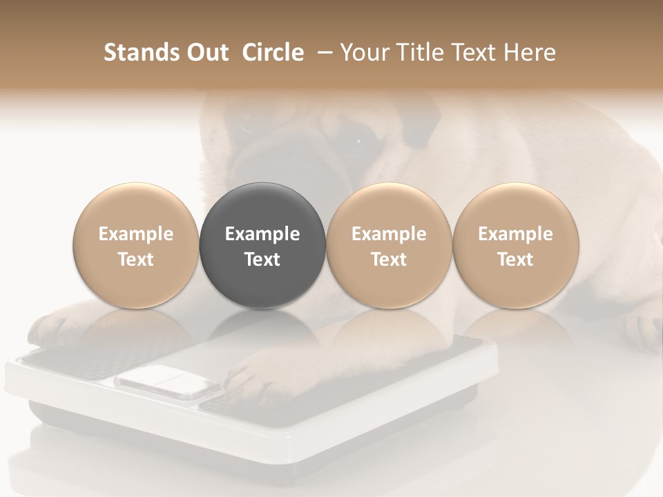 Studio Doggy Purebred PowerPoint Template