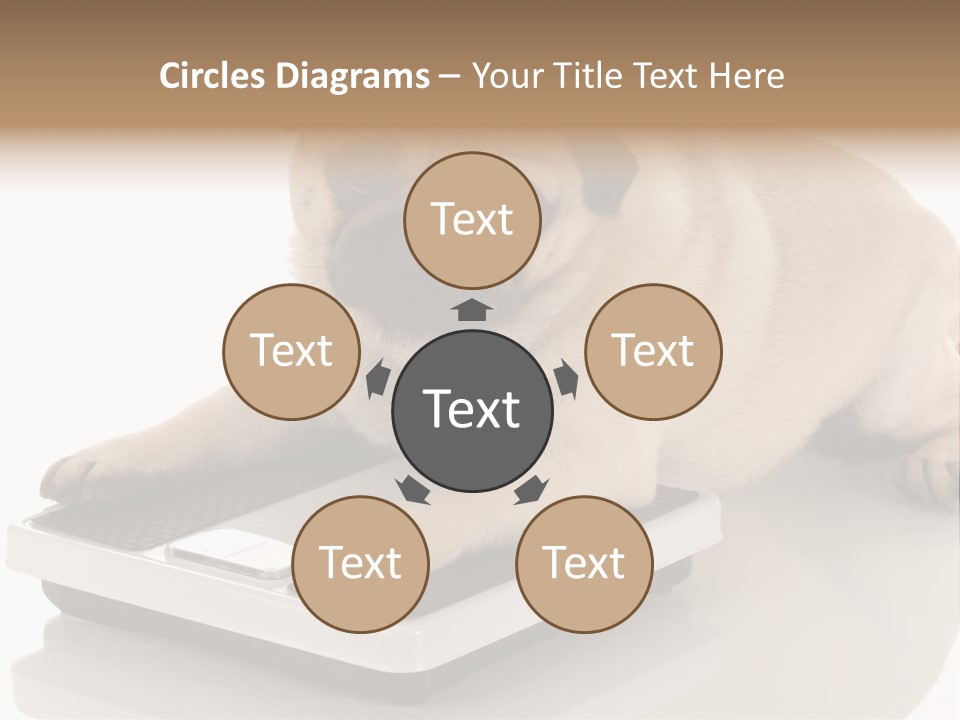 Studio Doggy Purebred PowerPoint Template