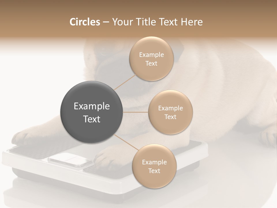 Studio Doggy Purebred PowerPoint Template