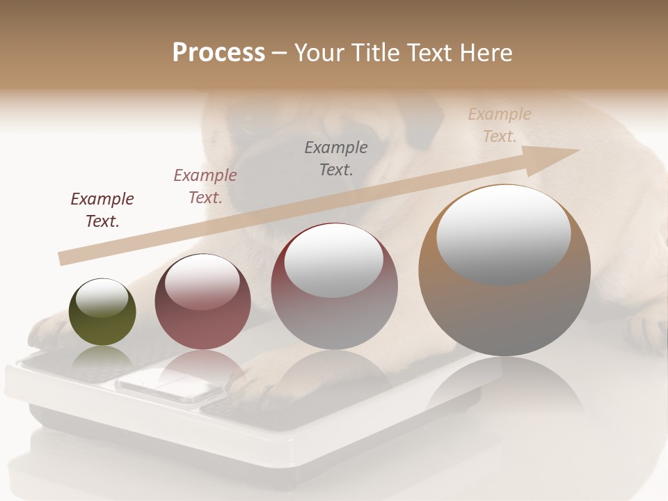 Studio Doggy Purebred PowerPoint Template