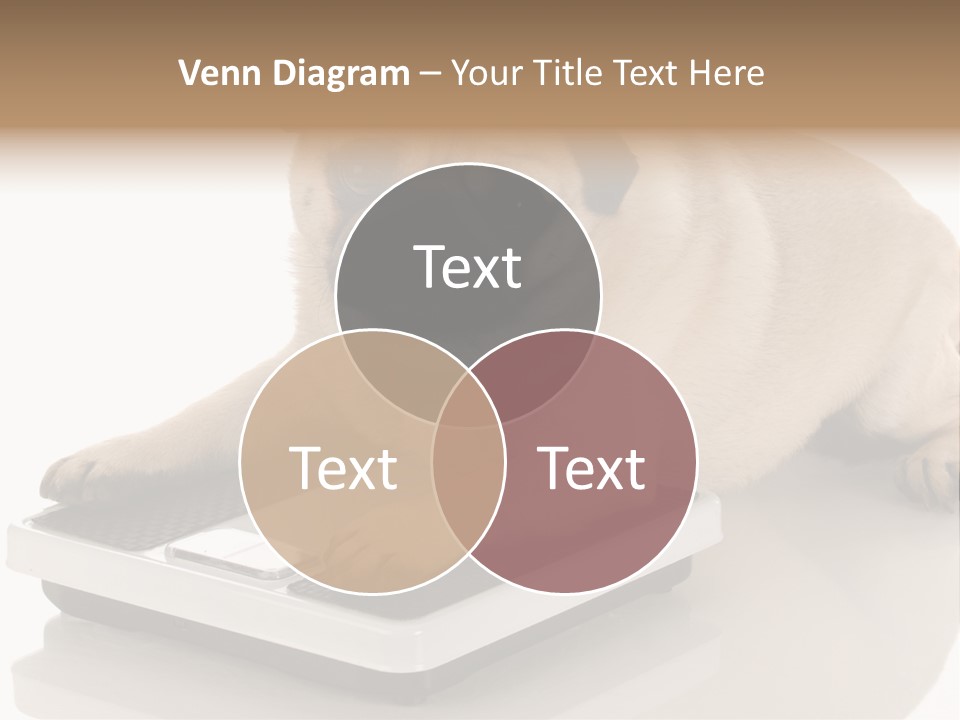 Studio Doggy Purebred PowerPoint Template