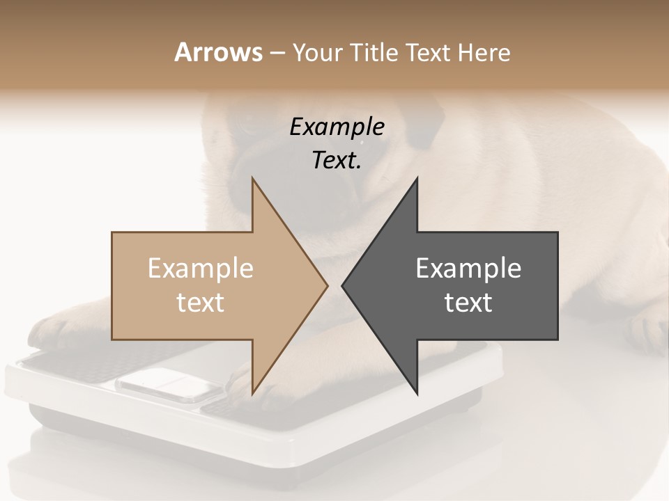 Studio Doggy Purebred PowerPoint Template