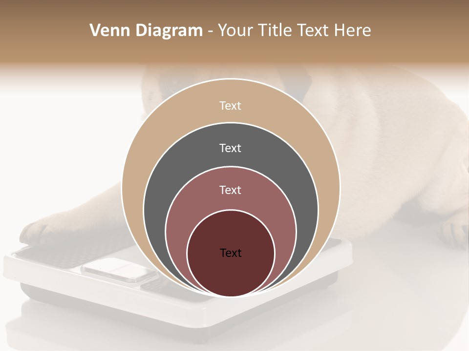 Studio Doggy Purebred PowerPoint Template