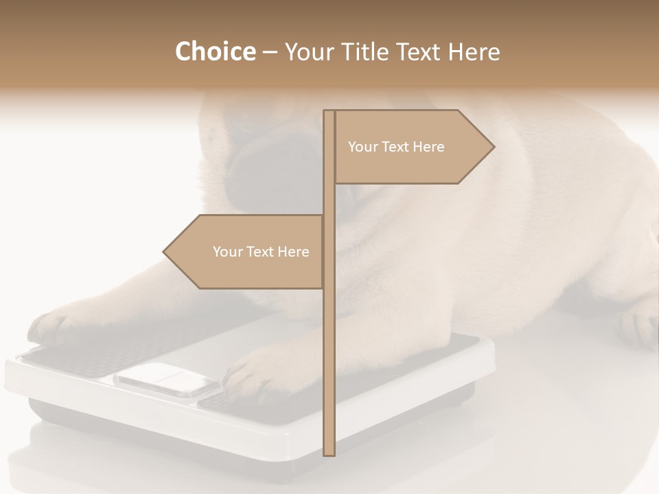 Studio Doggy Purebred PowerPoint Template