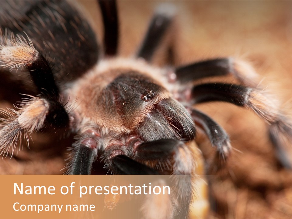 Hairy Predator Arachnida PowerPoint Template