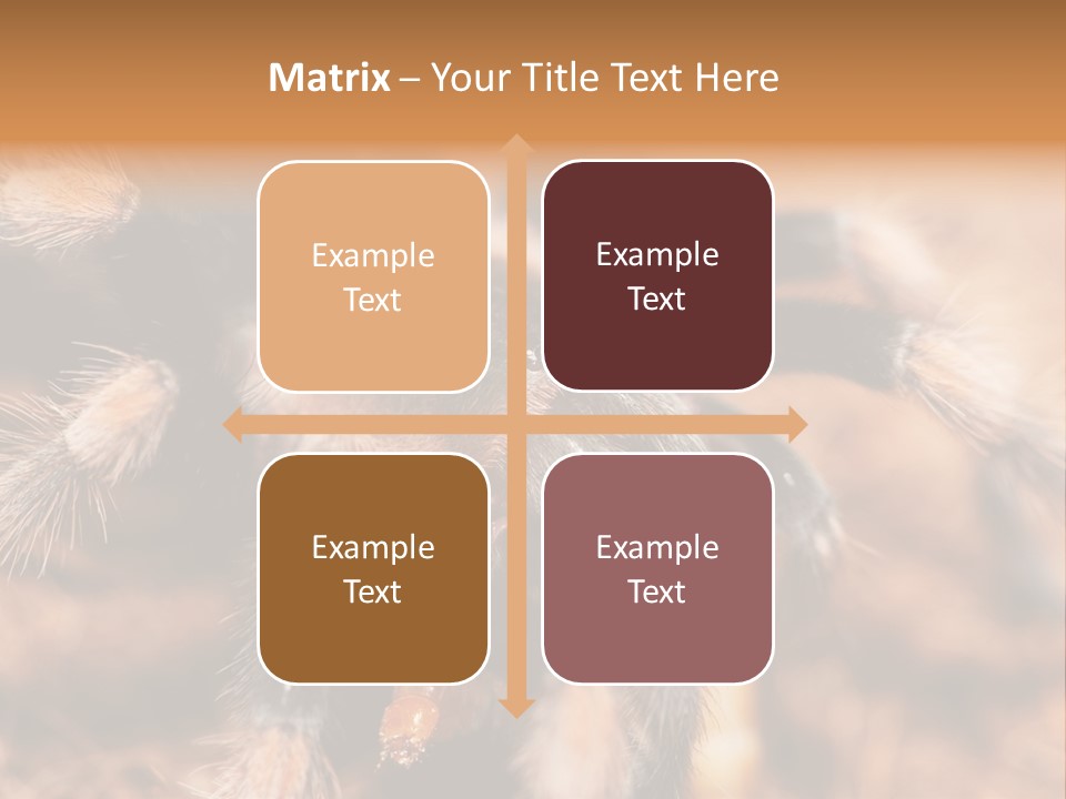 Hairy Predator Arachnida PowerPoint Template